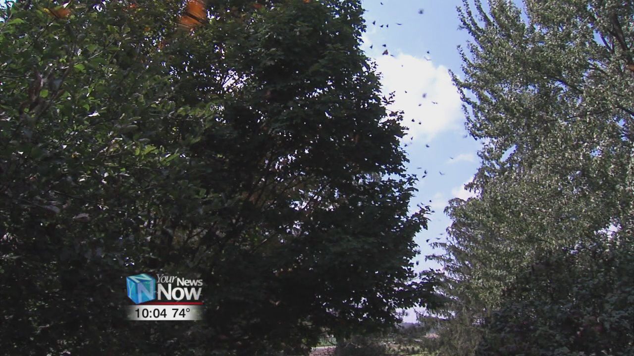 Monarch Butterflies take a break in our area on their way south 1.jpg